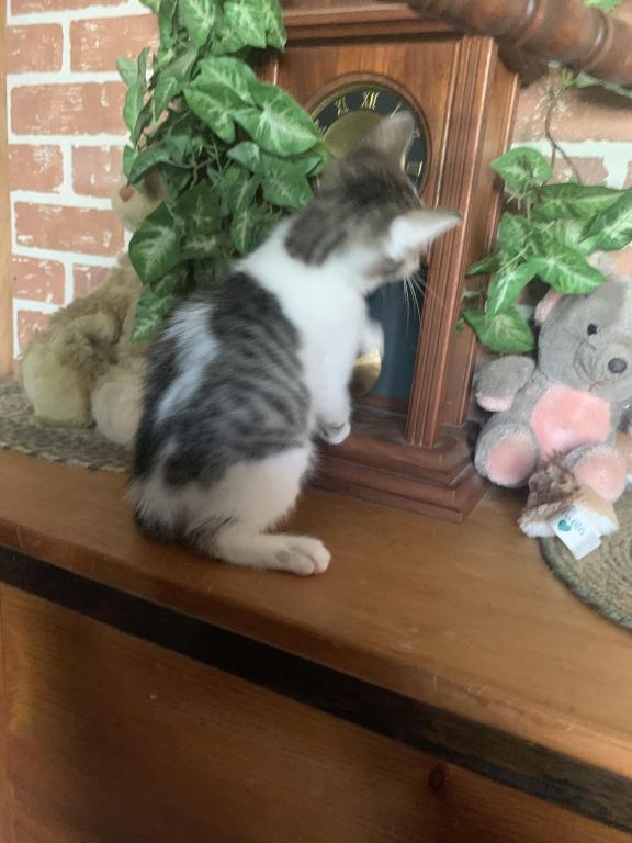 Hand Raised Male Kitten photo 10