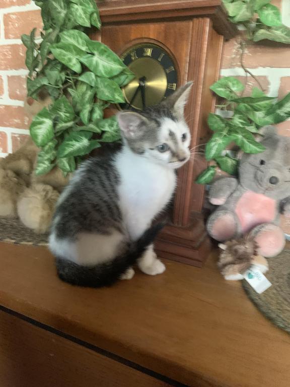 Hand Raised Male Kitten photo 13
