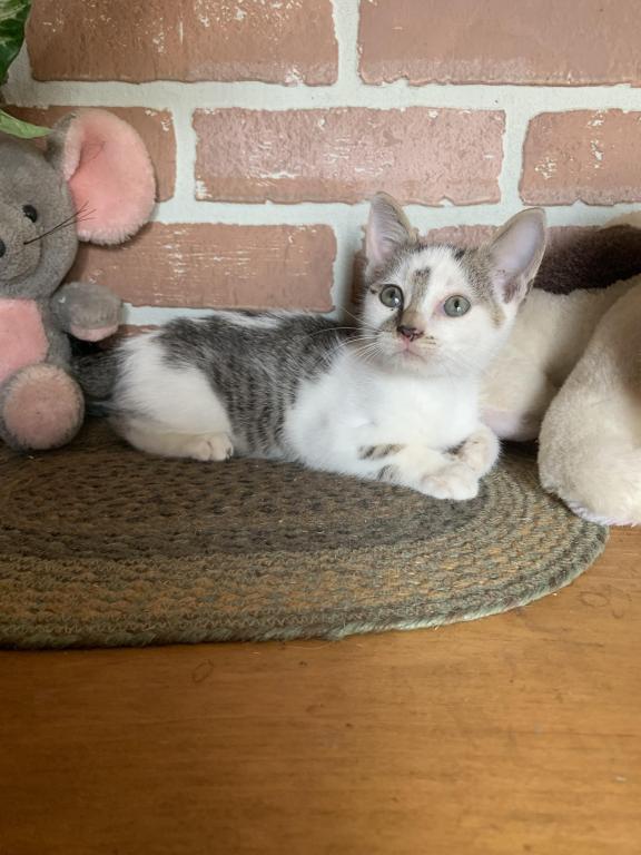 Hand Raised Male Kitten photo 3