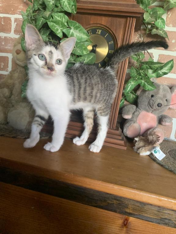 Hand Raised Male Kitten photo 7