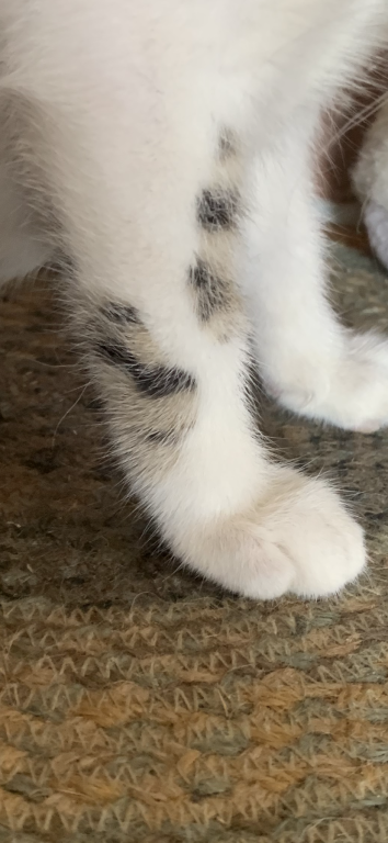 Hand Raised Male Kitten photo 2