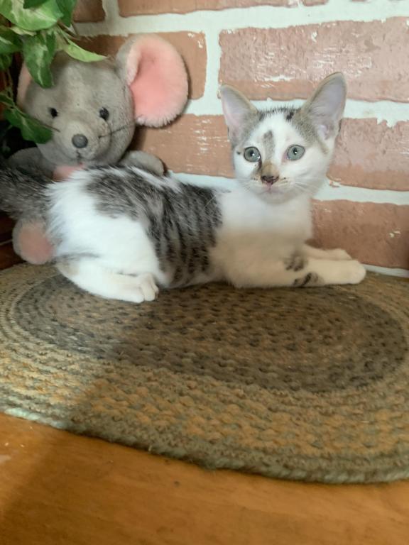 Hand Raised Male Kitten photo 5