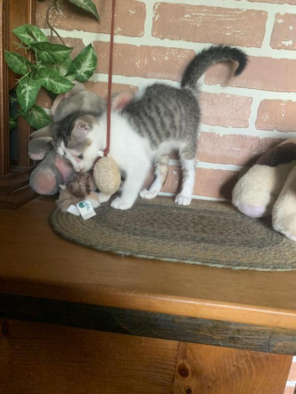 Hand Raised Male Kitten photo 9