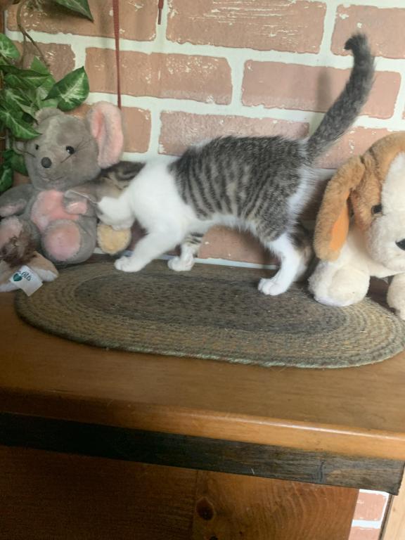 Hand Raised Male Kitten photo 8