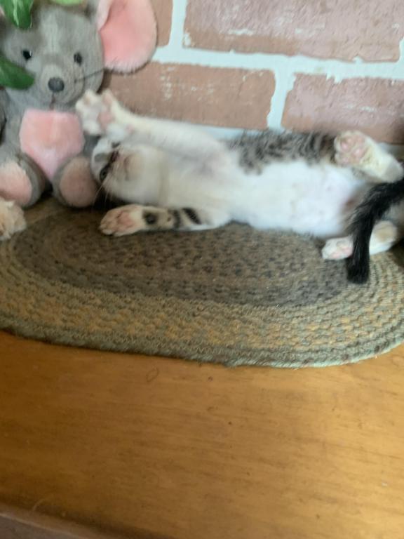 Hand Raised Male Kitten photo 4