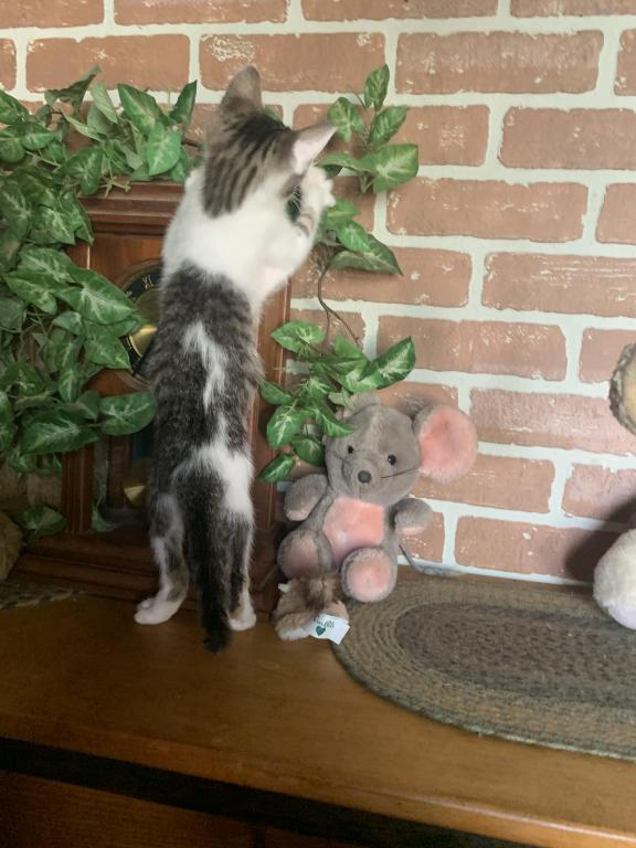 Hand Raised Male Kitten photo 11