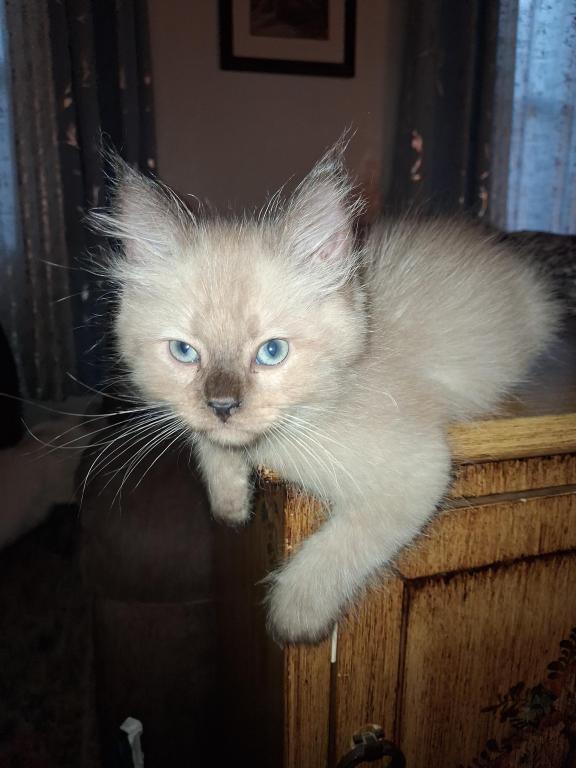 Tica Ragdoll Theo photo 8