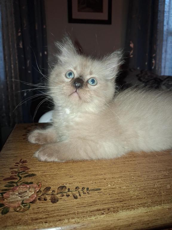 Tica Ragdoll Theo photo 5