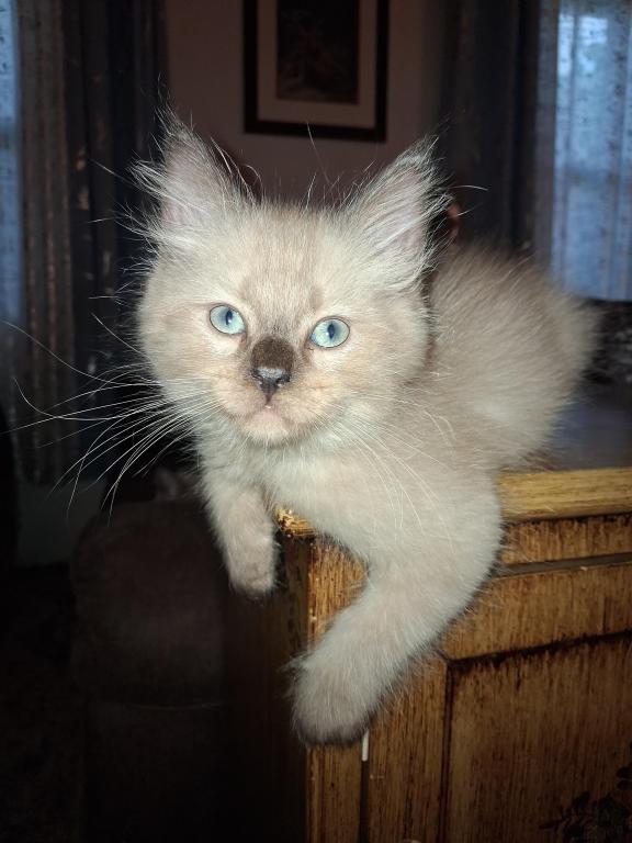 Tica Ragdoll Theo photo 7