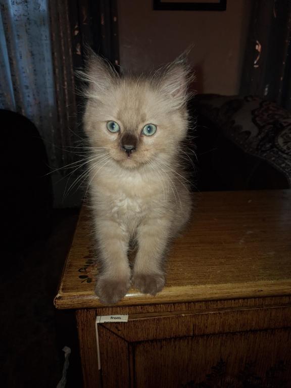 Tica Ragdoll Theo photo 4