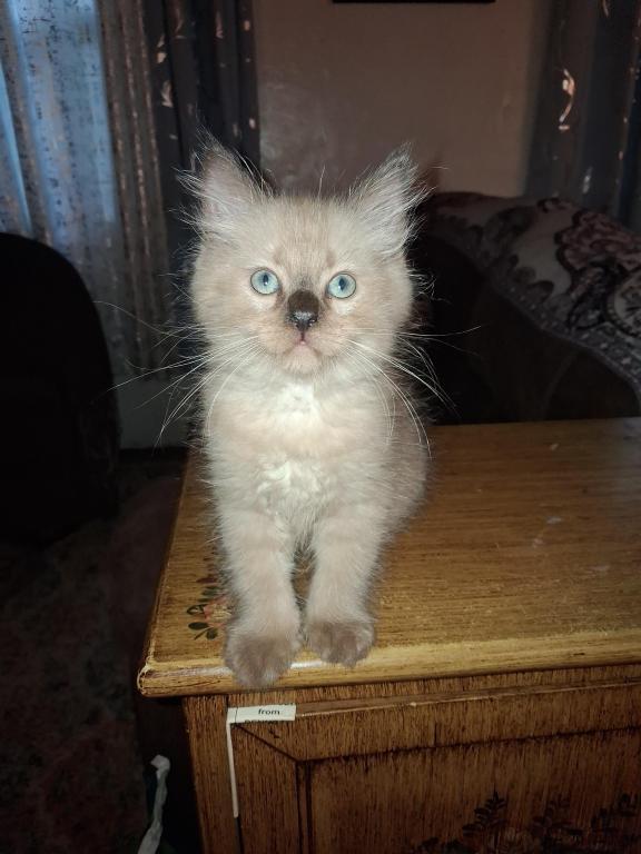 Tica Ragdoll Theo photo 6