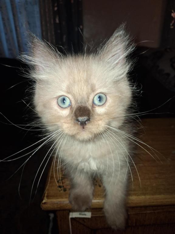 Tica Ragdoll Theo photo 1