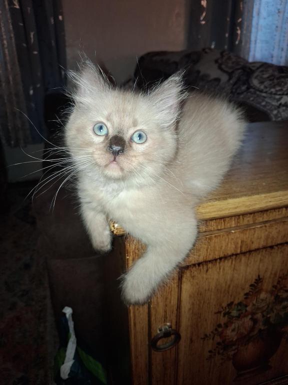 Tica Ragdoll Theo photo 2