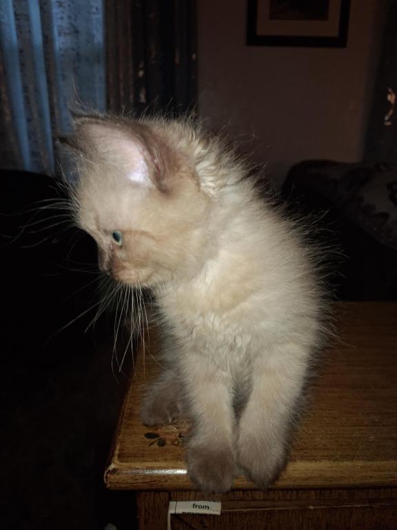 Tica Ragdoll Theo photo 3