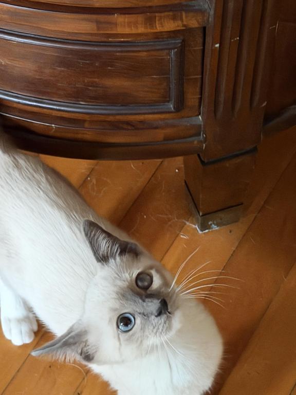 Last Male Kitten photo 2
