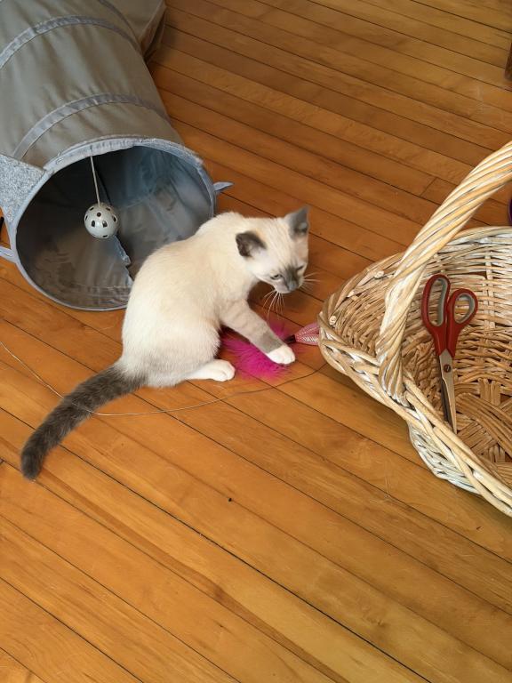 Last Male Kitten photo 4