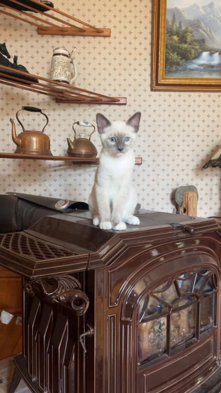 Last Male Kitten photo 1