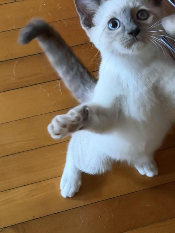 Last Male Kitten photo 3