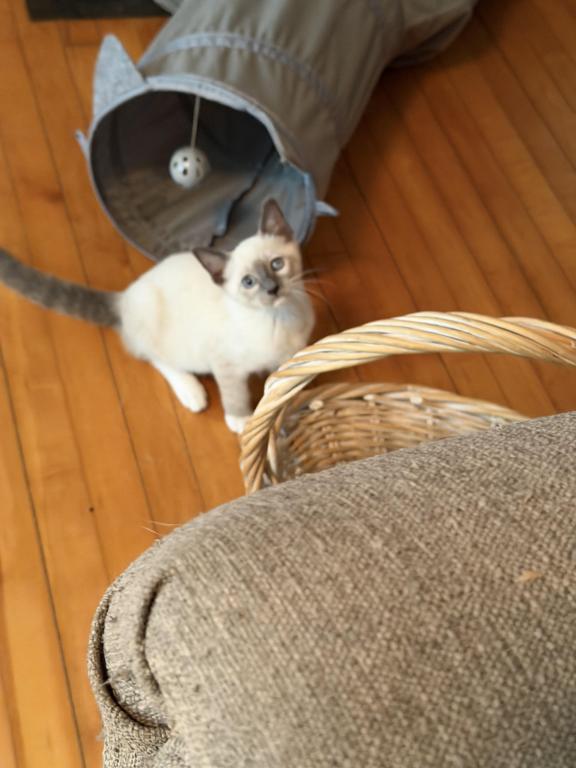 Last Male Kitten