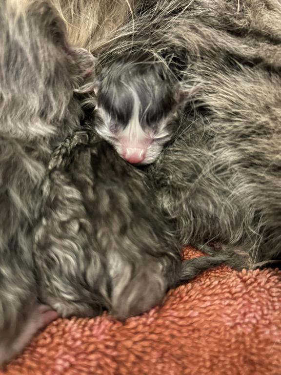 Maddie Mac Litter 3 Week 1 photo 27