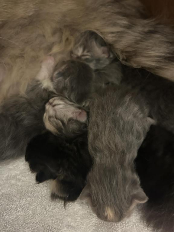Maddie Mac Litter 3 Week 1 photo 21