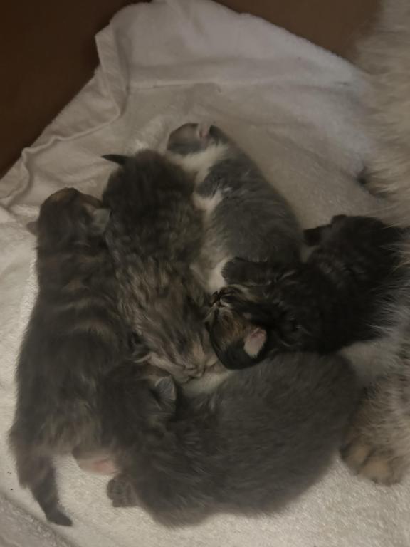 Maddie Mac Litter 3 Week 1 photo 6