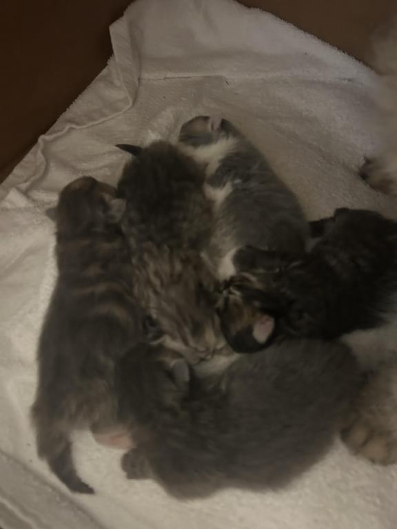 Maddie Mac Litter 3 Week 1 photo 7