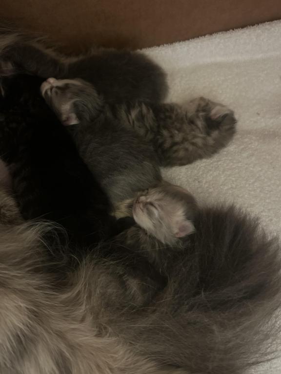 Maddie Mac Litter 3 Week 1 photo 12