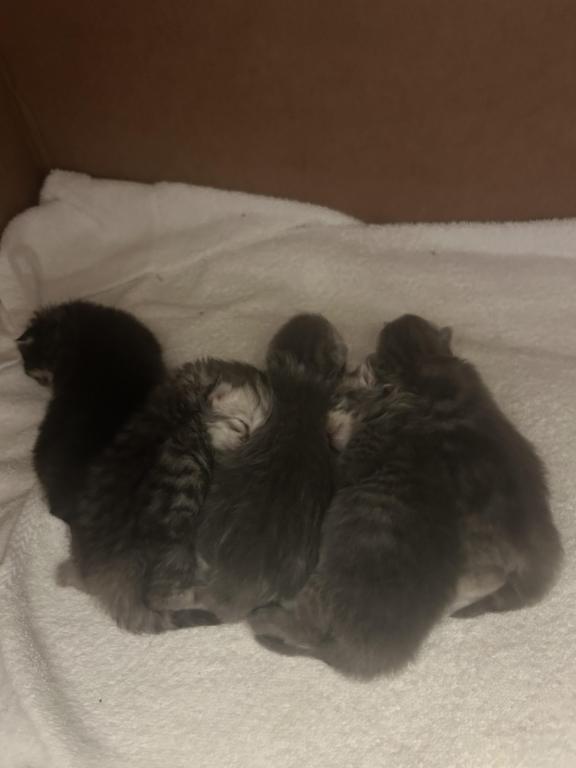 Maddie Mac Litter 3 Week 1 photo 5