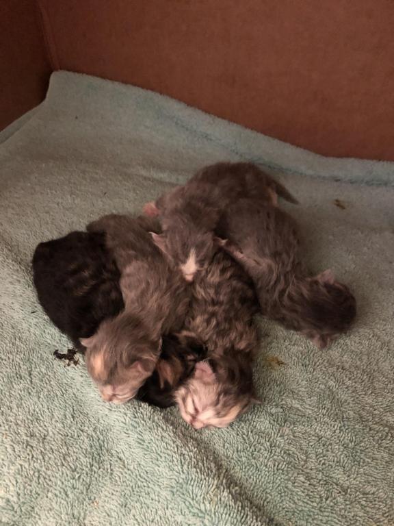Maddie Mac Litter 3 Week 1 photo 25