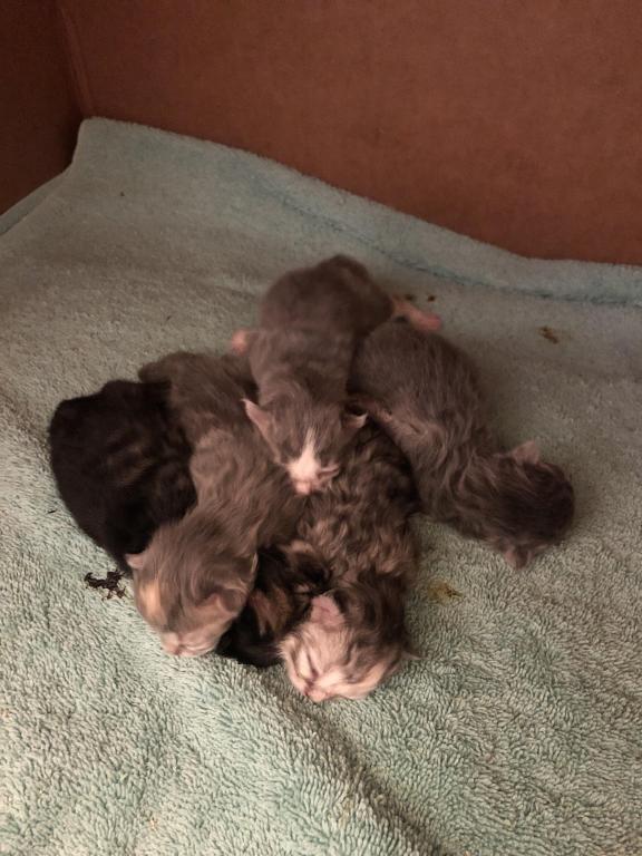Maddie Mac Litter 3 Week 1 photo 24