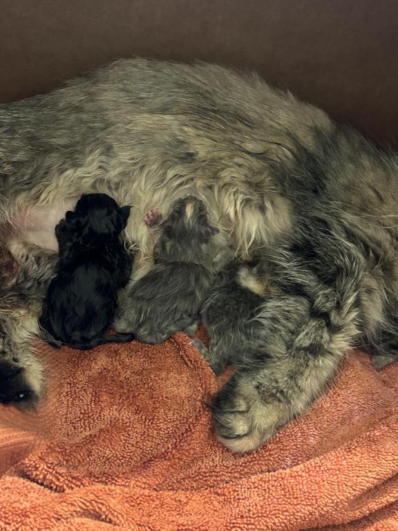 Maddie Mac Litter 3 Week 1 photo 31