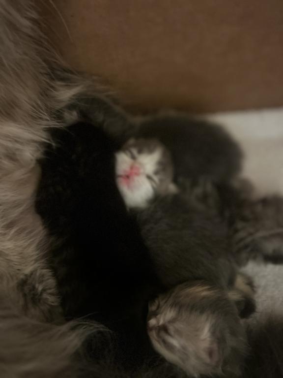 Maddie Mac Litter 3 Week 1 photo 17