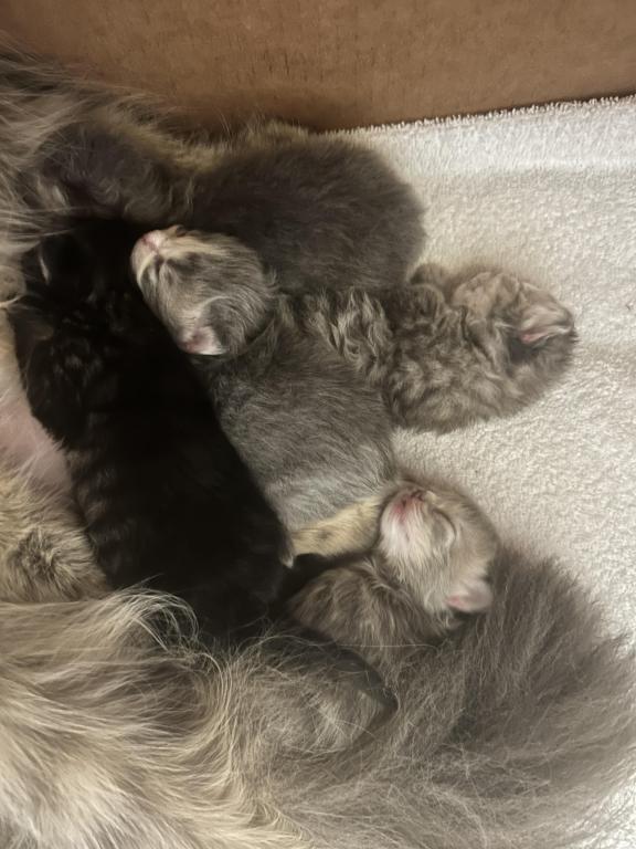 Maddie Mac Litter 3 Week 1 photo 11