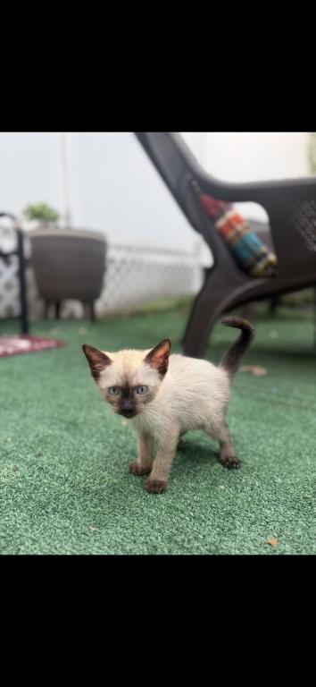 Blondies Litter photo 5