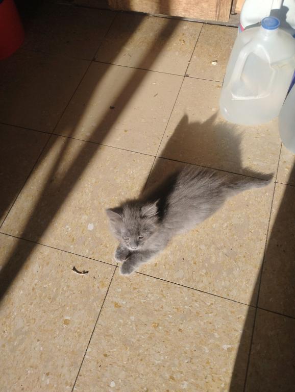 5 MAINE COON SIAMESE photo 3