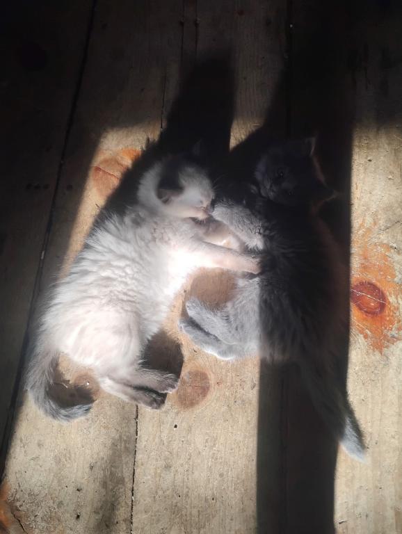 5 MAINE COON SIAMESE photo 2