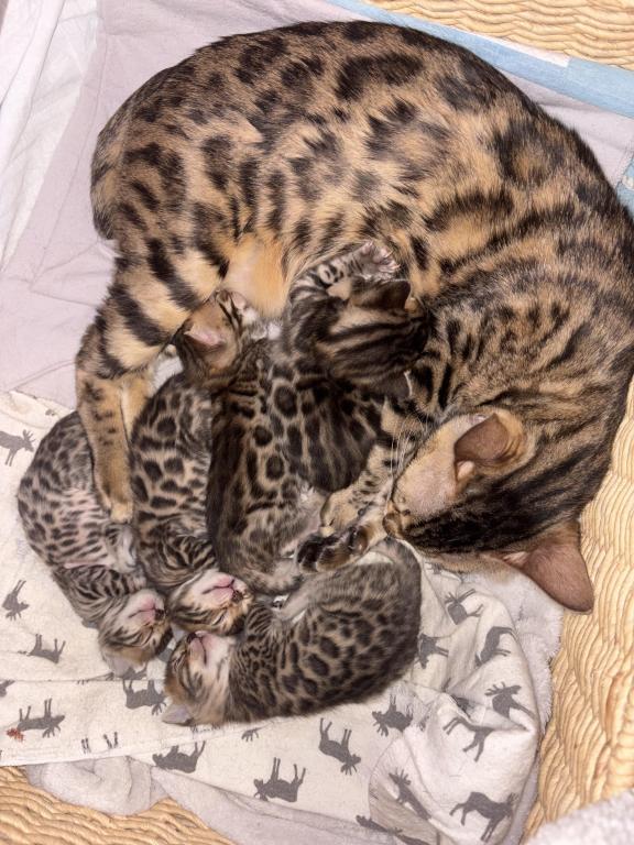 Luxurai Bengals photo 2