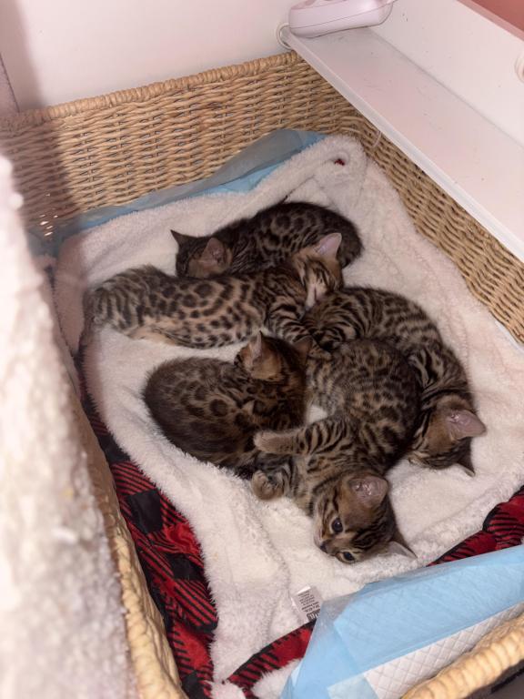 Luxurai Bengals photo 5