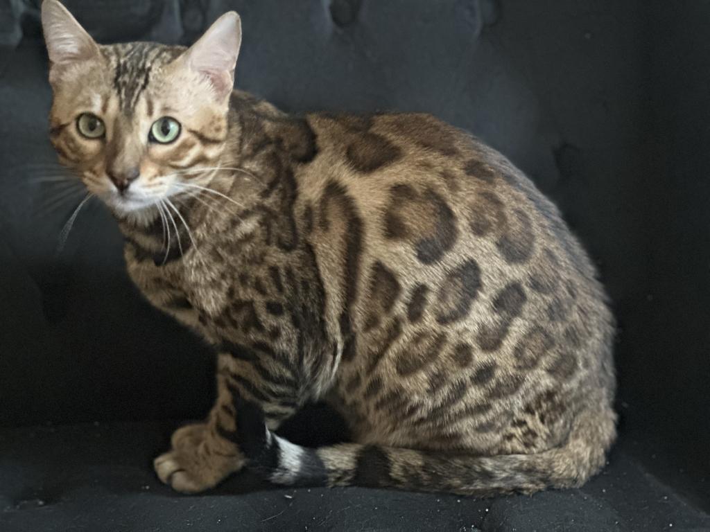 Luxurai Bengals photo 6