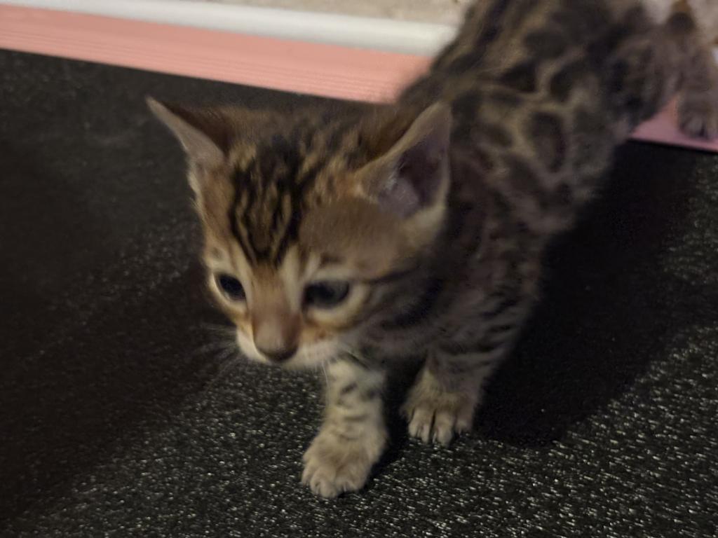 Luxurai Bengals photo 3