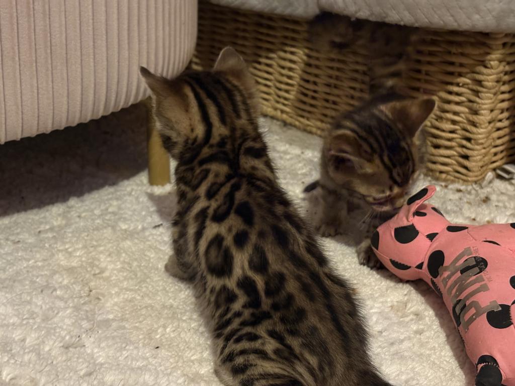 Luxurai Bengals photo 4