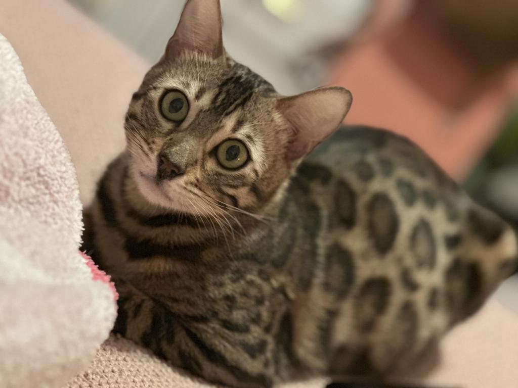 Luxurai Bengals photo 1