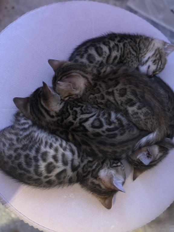 Luxurai Bengals photo 7