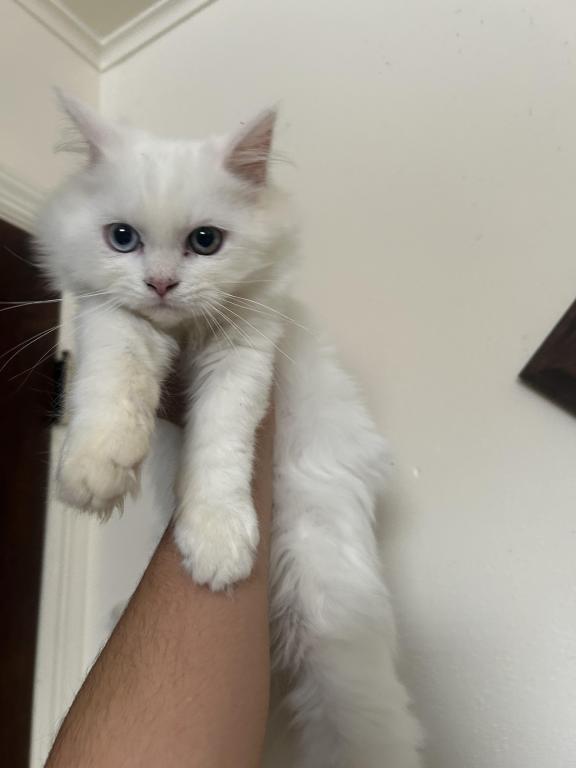 Beautiful Two Colored Eyed Kitten photo 6