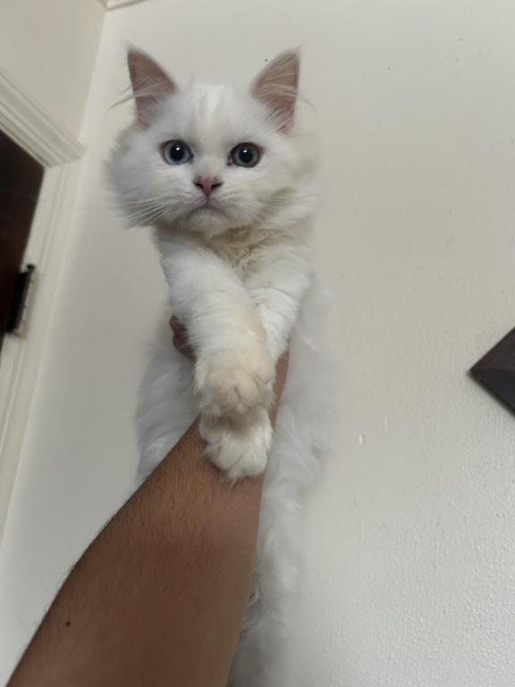 Beautiful Two Colored Eyed Kitten photo 8