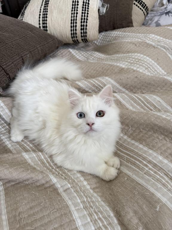Beautiful Two Colored Eyed Kitten photo 3