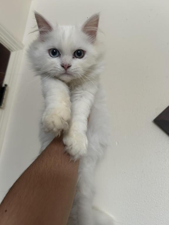 Beautiful Two Colored Eyed Kitten photo 9