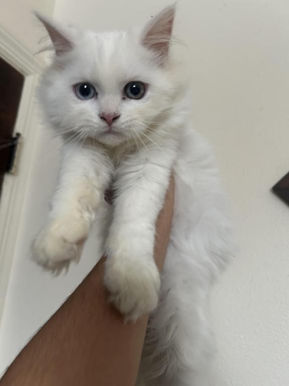 Beautiful Two Colored Eyed Kitten photo 10