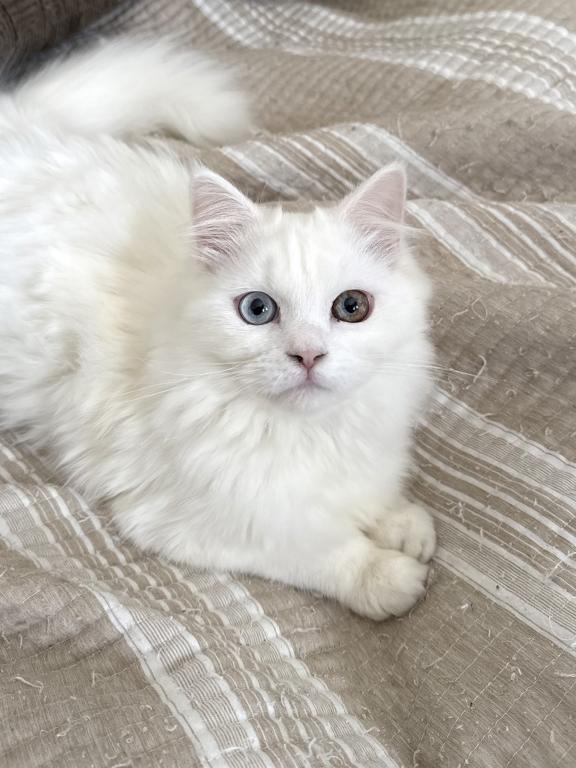 Beautiful Two Colored Eyed Kitten photo 1